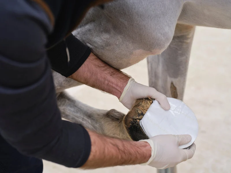 Naturalintx Hoof Poultice