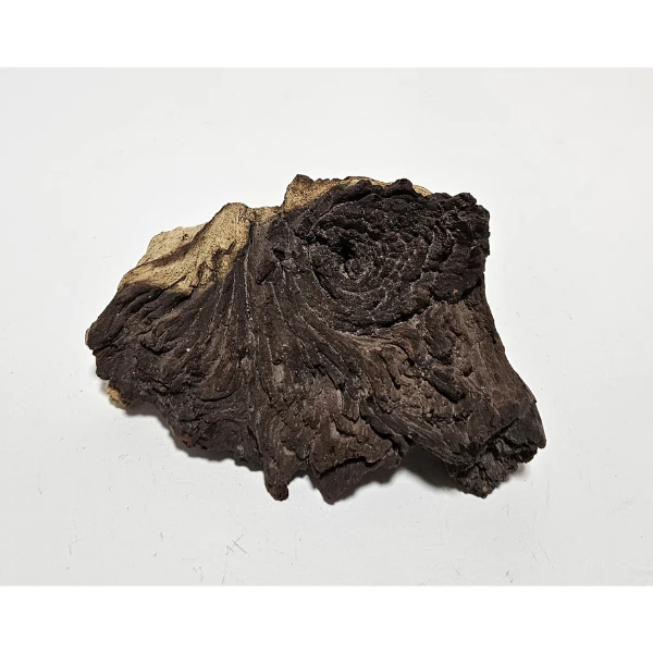 Aquadeco Mopani Wurzel S 2-farbig #120