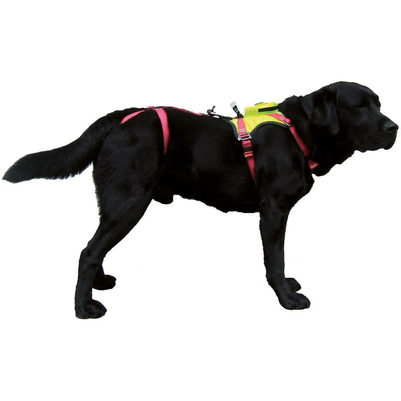 Camp Kronos Hundegurt