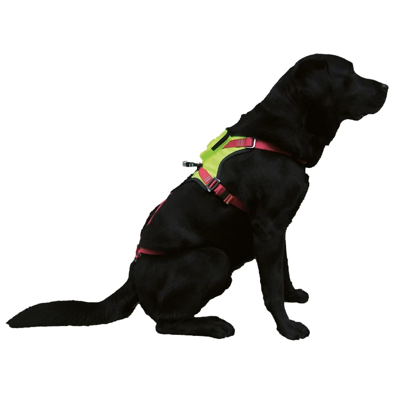 Camp Kronos Hundegurt