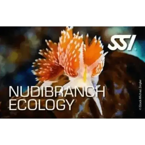 Alle SSI Ecology Kurse – Deine Komplettausbildung für das Verständnis der Unterwasserwelt