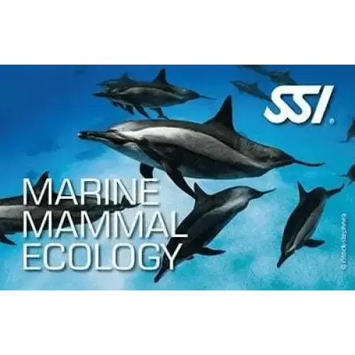 Alle SSI Ecology Kurse – Deine Komplettausbildung für das Verständnis der Unterwasserwelt