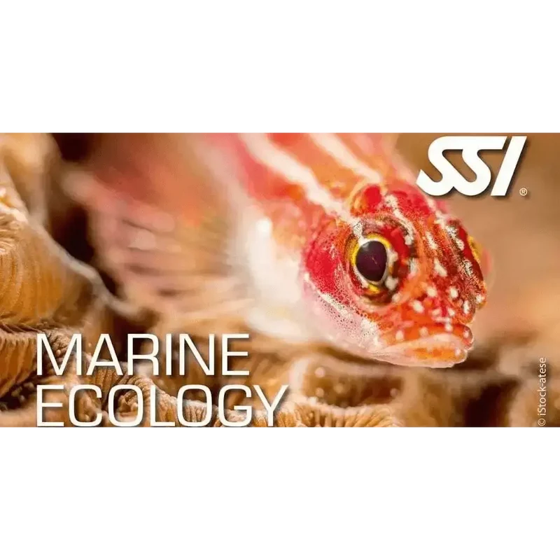 Alle SSI Ecology Kurse – Deine Komplettausbildung für das Verständnis der Unterwasserwelt