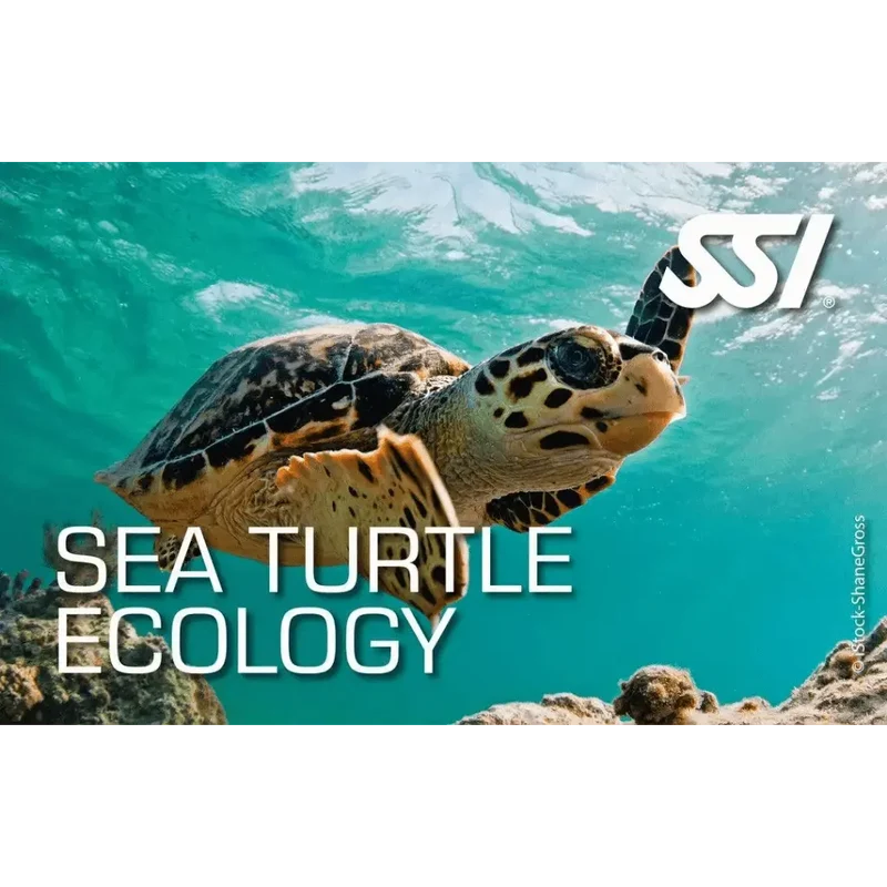 SSI Sea Turtle Ecology Kurs