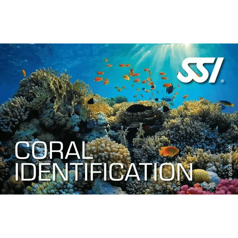 SSI Coral Identification Ecology Kurs