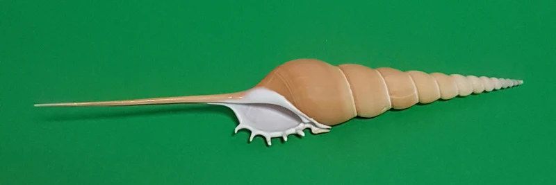 Tibia Fusus 21-24cm