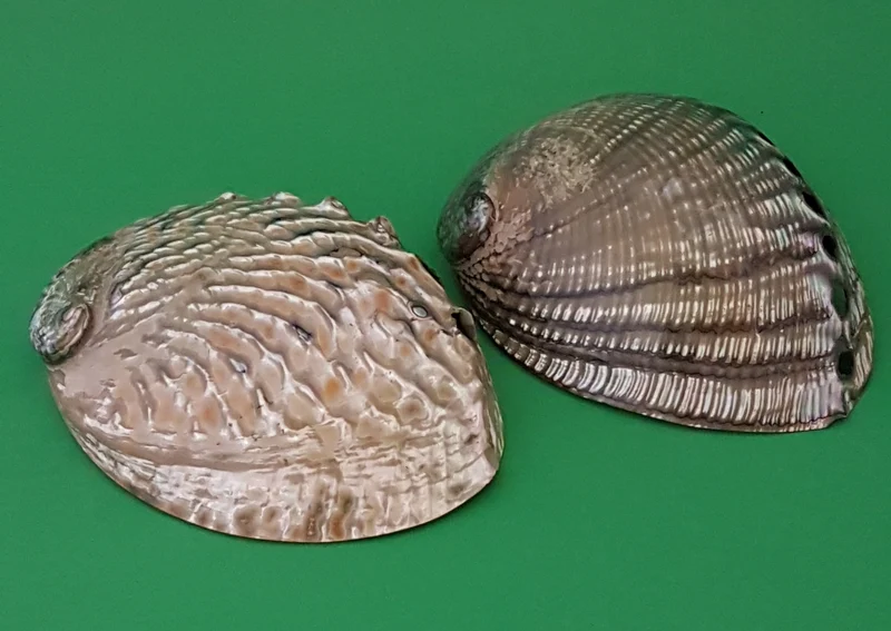 Abalone (Haliotis) 13-14cm