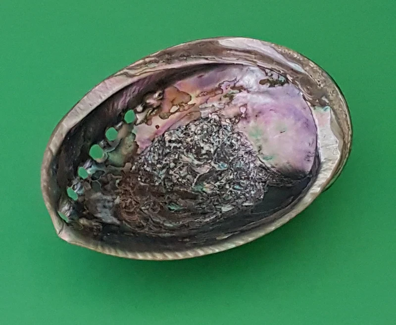 Abalone (Haliotis) 13-14cm
