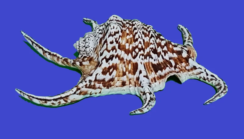 Lambis Chiragra 18-22cm
