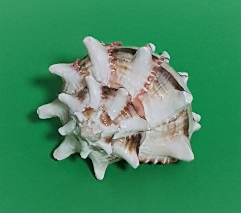 Murex Brassica 10-12cm