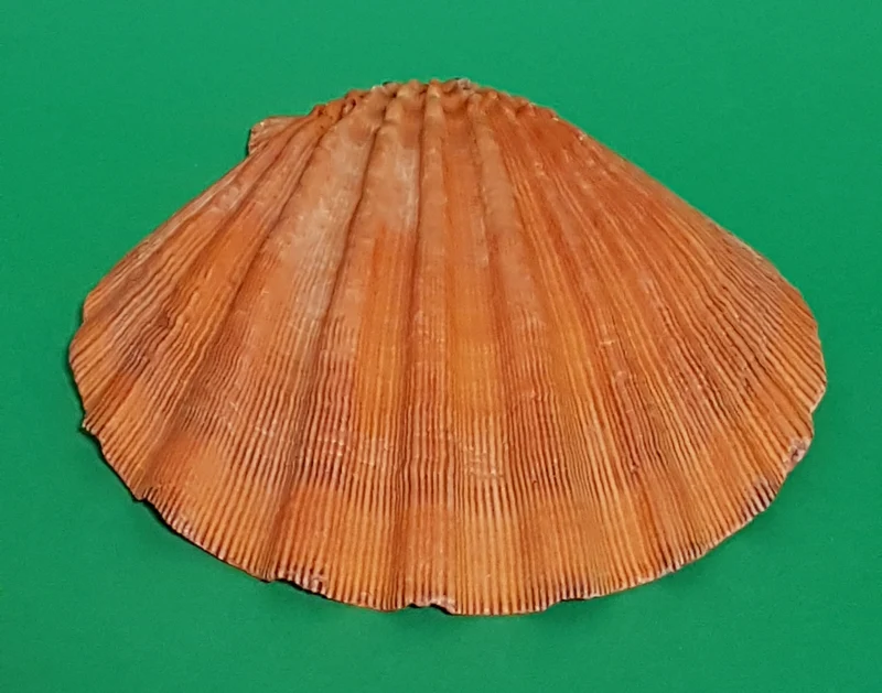 Lion Paw 13-15cm