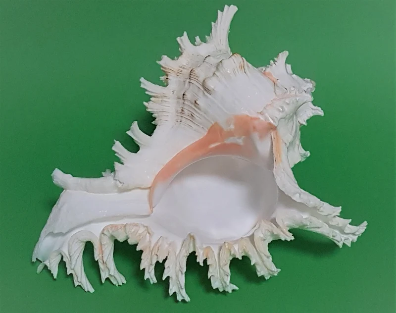 Murex Ramosus hell 18-21cm