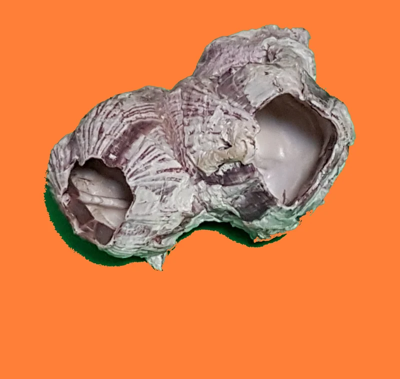 Belanidae 9cm