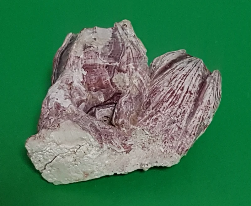 Belanidae 9cm
