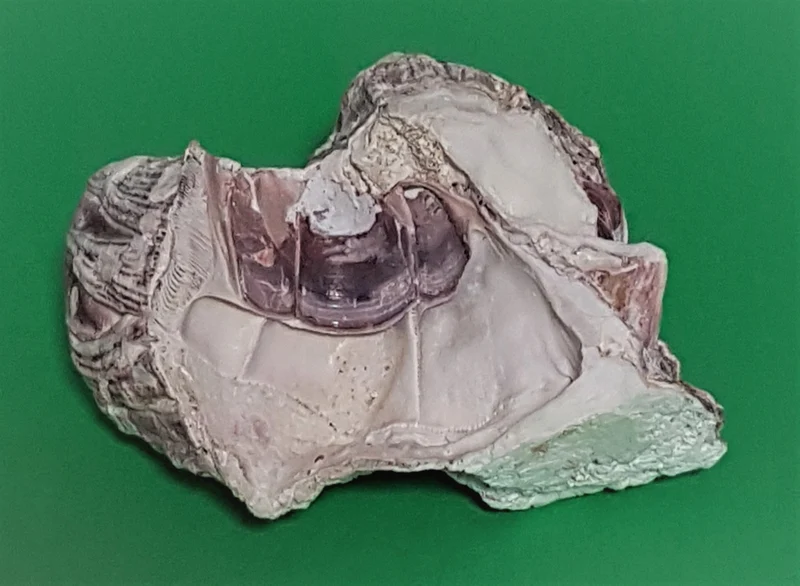 Belanidae 9cm