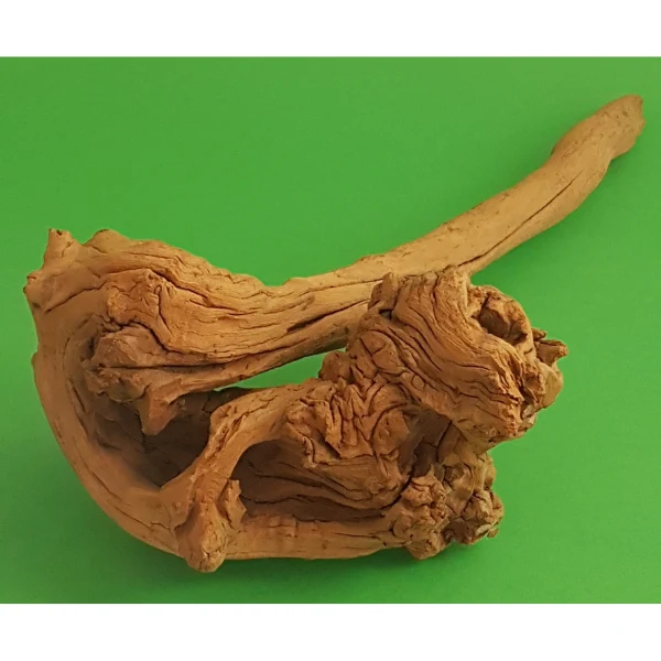 Amtra Guinea Wurzel #20