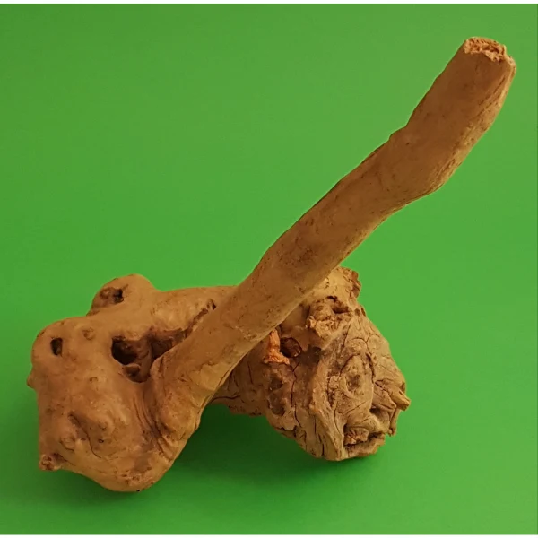 Amtra Guinea Wurzel #20