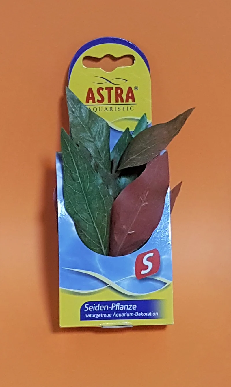 Astra Seidenpflanze S New Alternathera Cardinalis