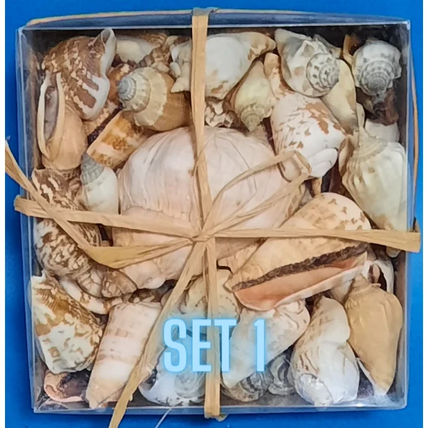 Echte Deko Meeresschnecken, Muscheln in der Box Verschiedene Sets