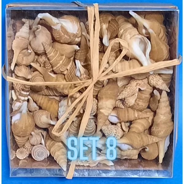Echte Deko Meeresschnecken, Muscheln in der Box Verschiedene Sets