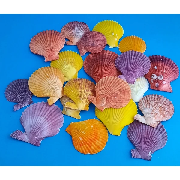 Pecten Nobilis bunte Kamm-Muschel Naturdeko 300g Netz