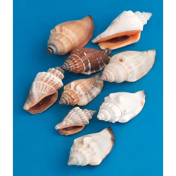 Canarium Multabile Flügelschnecke Naturdeko 300g Beutel