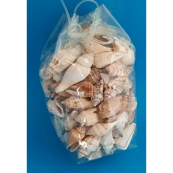 Canarium Multabile Flügelschnecke Naturdeko 300g Beutel