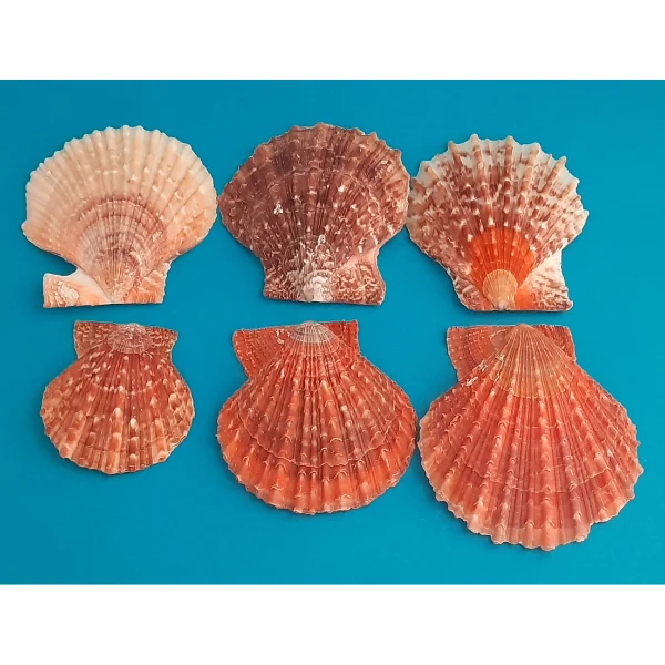 Pectinidae Kamm-Muschel rot-braun Naturdeko 200g Beutel