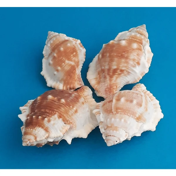 Monoplex Aquatilis Meeresschnecke Naturdeko 300g Beutel