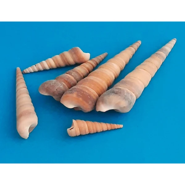 Turritella Terebra Turmschnecke Naturdeko 300g Beutel