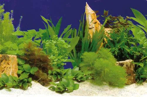 Aquarium Fotorückwand 31250 H=50cm