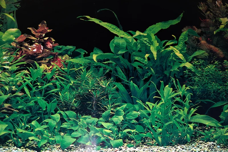 Aquarium Fotorückwand 36066 H=50cm