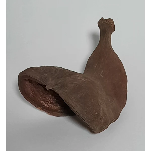 Natürliche Deko-Schote 8-12cm