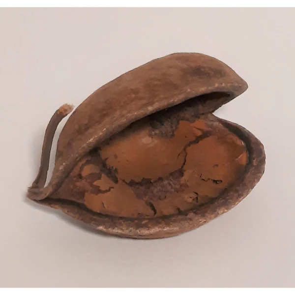Natürliche Deko-Muschel-Nuss 8-15cm