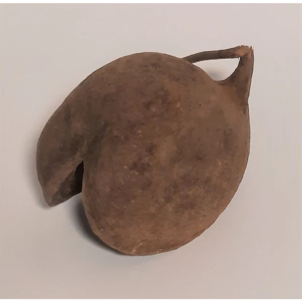 Natürliche Deko-Muschel-Nuss 8-15cm