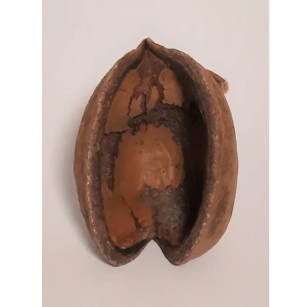 Natürliche Deko-Muschel-Nuss 8-15cm
