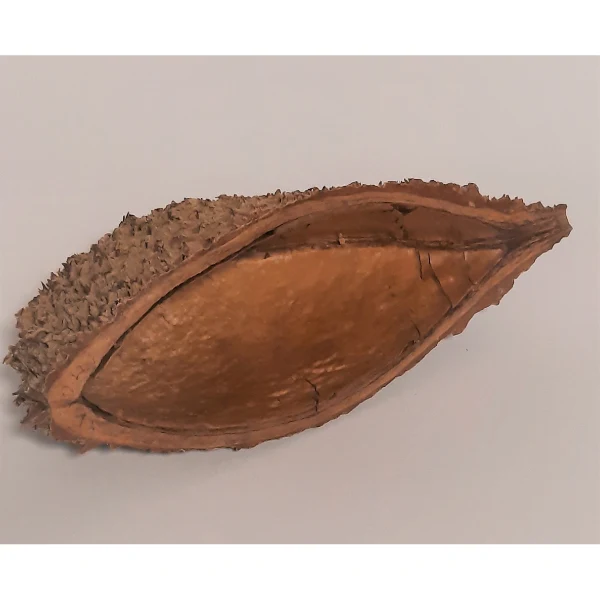 Natürliche Deko-Schote fein 5-8cm