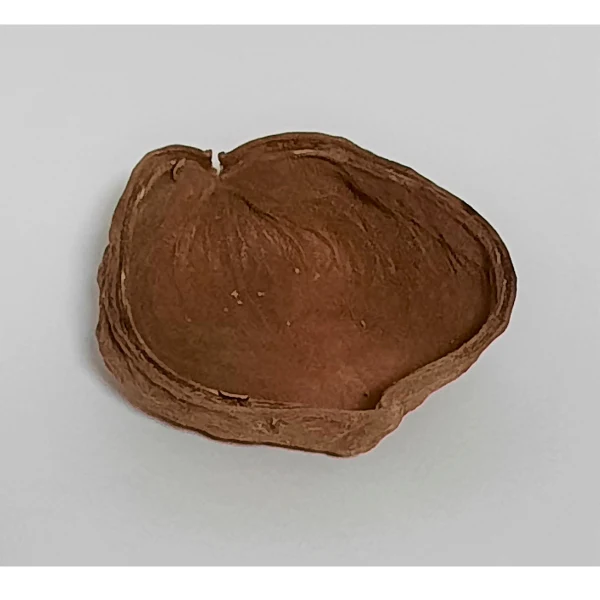 Natürliche Deko-Schote 6-8cm