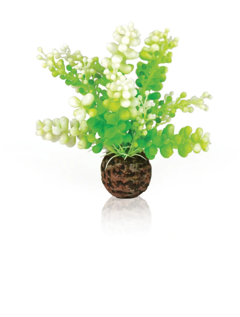 biOrb Caulerpa grün