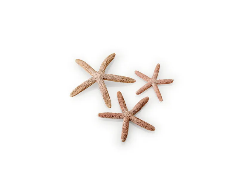 biOrb Seesterne Set 3 St. natural