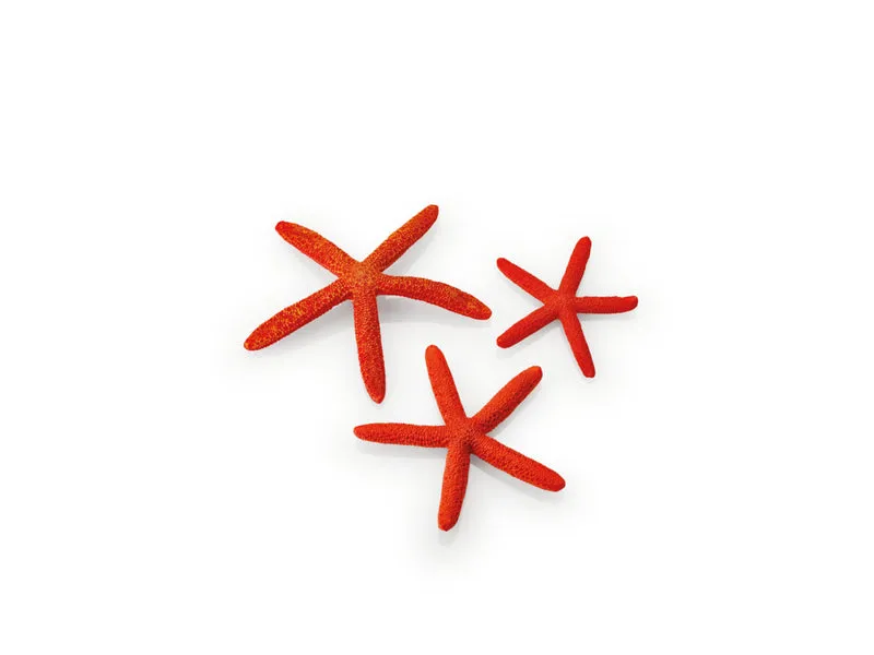 biOrb Seesterne Set 3 St. rot